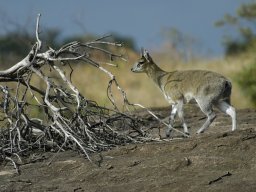 Seronera_and_Lobo2003-038